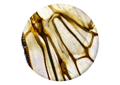 Microscope